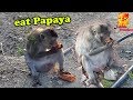The monkeys eats ripe papaya spread throughout