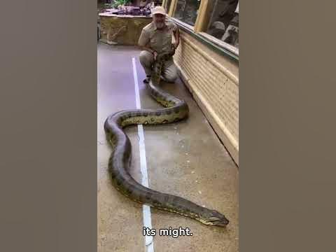 Anaconda vs Saltwater Crocodile - YouTube