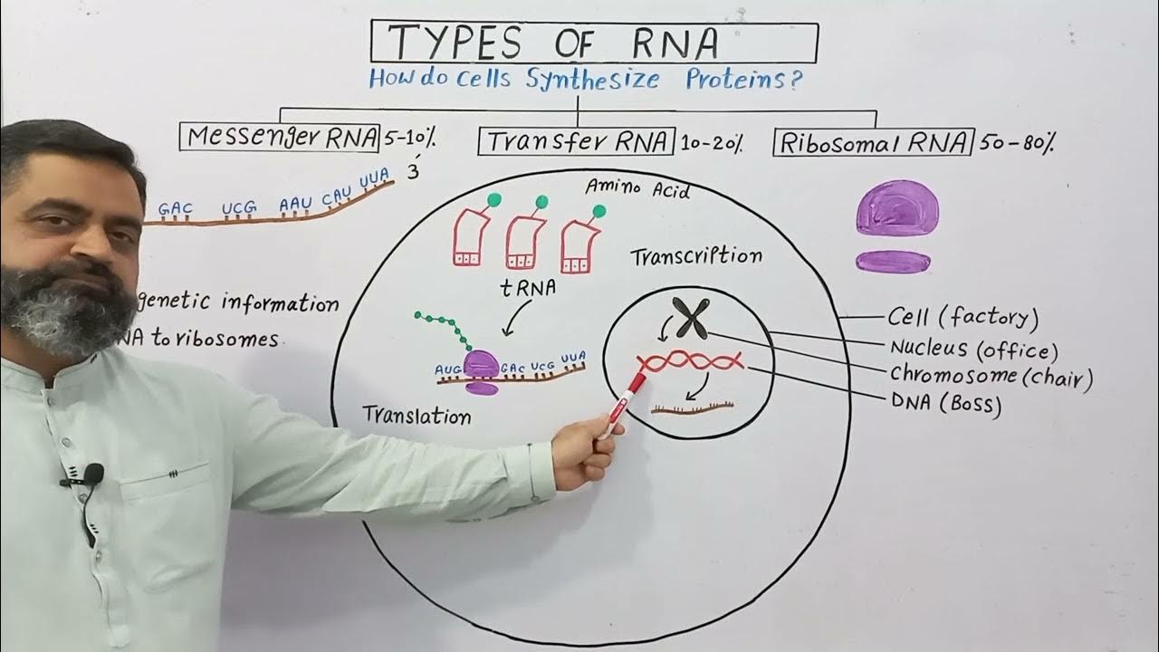 Types of RNA Urdu/Hindi medium prof.masoodfuzail Messenger RNA