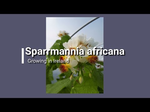 Sparrmannia africana.Growing this beauty in Ireland .