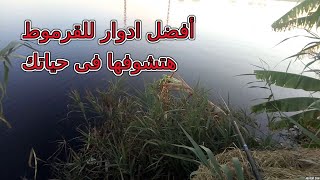 افضل ادوار لصيد القرموط ...الصيد رزق ... والمال رزق ... والصحاب رزق