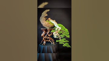 Bonsai cây kiểng ý tưởng hay cho dáng thác đổ#caycanh #bonsai #bonsaitree