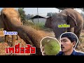 ร้องเสียงหลง!!! เมื่อเจอสิ่งนี้ เเม่บัวบานทำไม่ได้ elephant thailand