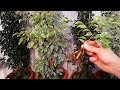 How to grow Ficus Benjamina from cutting branch very easy