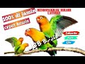 pancingan lovbird biar cepat kawin dan cepat bertelur