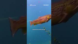 See Wildlife, Nature Live Autumns Warmth & Prepare For Winters Icy Grasp Autumn World Of Colours