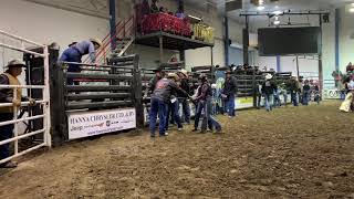 Wild Pony Race Hanna Rodeo September 2019
