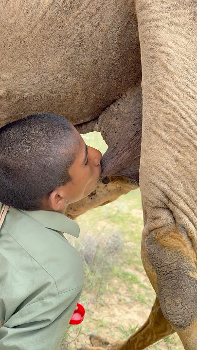 فصيل صغير يرضع من أمه وسط الصحراء