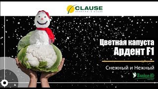 Видеокаталог | Цветная капуста Ардент F1 | семена HM Clause Видеокаталог | Цветная капуста Ардент F1 | семена HM Clause