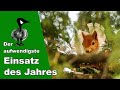 Eichhörnchenrettung: Der aufwendigste Einsatz des Jahres - Tiernotruf #240