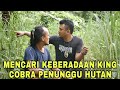 DAPET ULAR VIPER ASLI DAN PALSU DI HUTAN RIMBA SARANG KING COBRA