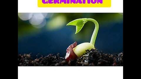 GERMINATION -BRIDGE COURSE  CLASS 5