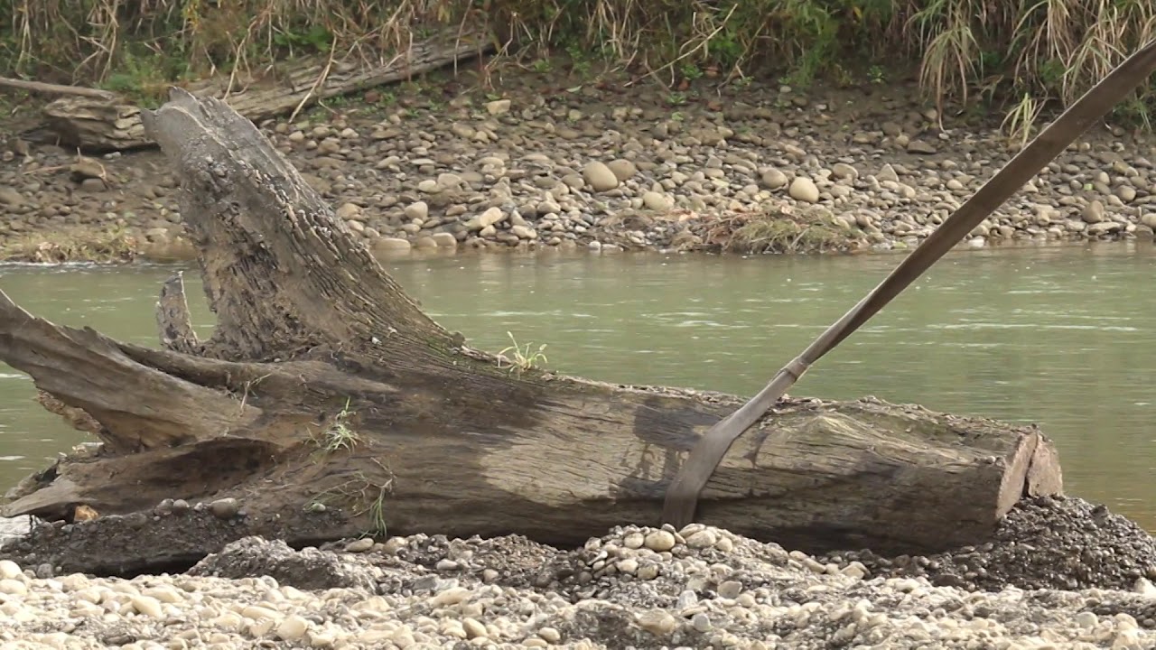 Ancient oak recovery in Guria