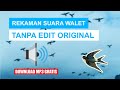 TANPA EDIT, REKAMAN SUARA WALET ORIGINAL..