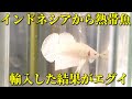 【アクアリウム】初めてインドネシアから熱帯魚を輸入してみた件