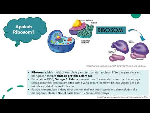 Video: Apa yang dibuat oleh ribosom?