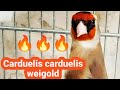 حسون خلوي🔥Carduelis carduelis