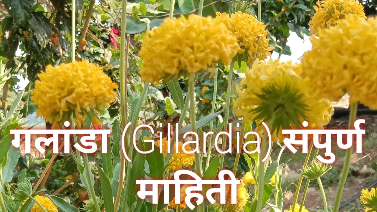 गल ड Gillardia स प र ण म ह त