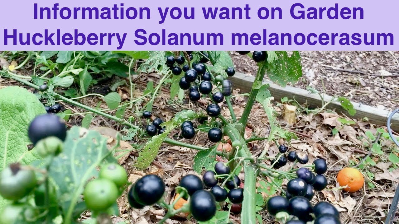 garden huckleberry aka solanum nigrum aka wonder berry youtube