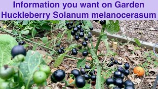 Garden Huckleberry aka Solanum melanocerasum aka Wonder Berry
