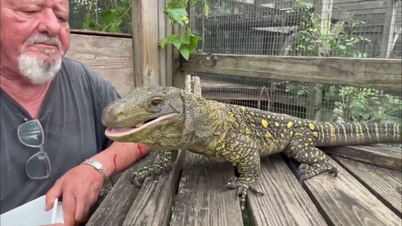 🎙️🐍 Tom Crutchfield Podcast Promo – Crocodile Monitor Feeding & Trust in Action