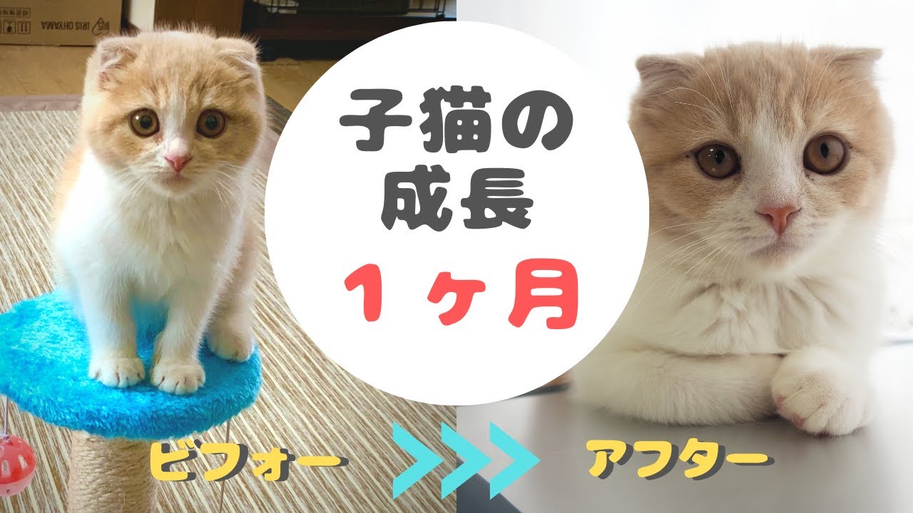 体重２倍 お迎えから1ヵ月間の子猫の成長記録 スコティッシュフォールド子猫 3ヶ月 Youtube