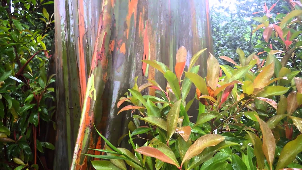 rainbow eucalyptus trees in maui youtube