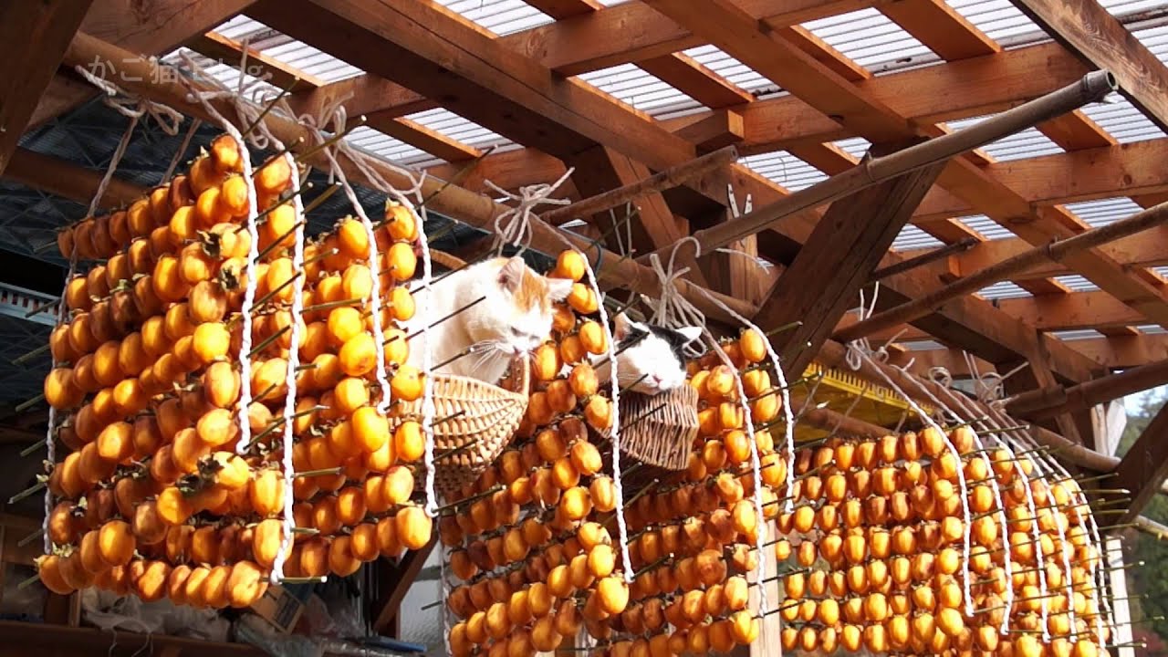 かご猫 x 干し柿2015　Dried persimmon and cat