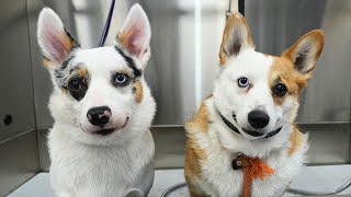 What's Better Than a Corgi? Two Corgi's Of Course.