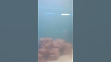 Thumbnail of #music #remix#dj #1million  #reggaeton #musica#song #amazing #fish #livedance #2024 #live#subscribe