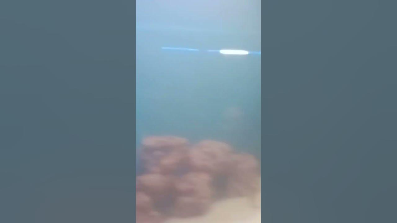 #music #remix#dj #1million  #reggaeton #musica#song #amazing #fish #livedance #2024 #live#subscribe