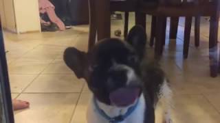 Bernie Window Licker