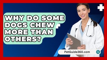 Why Do Some Dogs Chew More Than Others? - PetGuide360.com