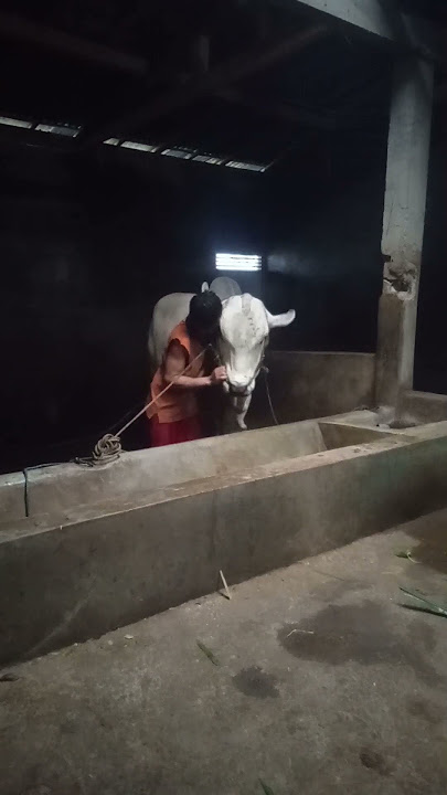 Ojo rewel wae to #shortvideo  #sapijumbo  #sapilemu  #kandangsapi  #shorts  #umpomo  #sobatngarit