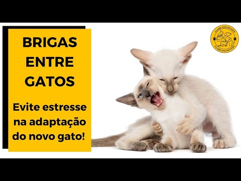 Vídeo: Esterilizar o Castrar a su Mascota