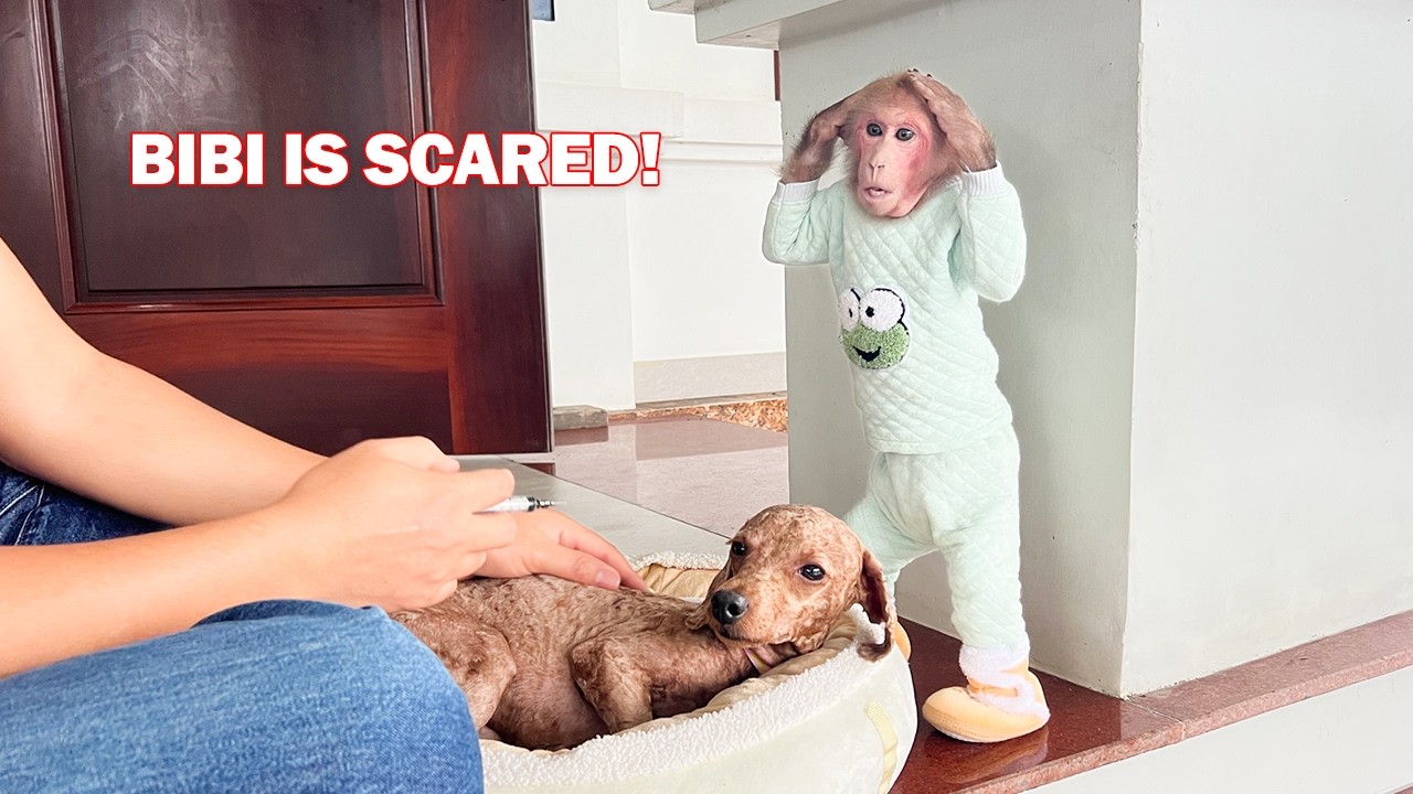 Bibi is scared when seeing Dad inject medicine for the poor dog!