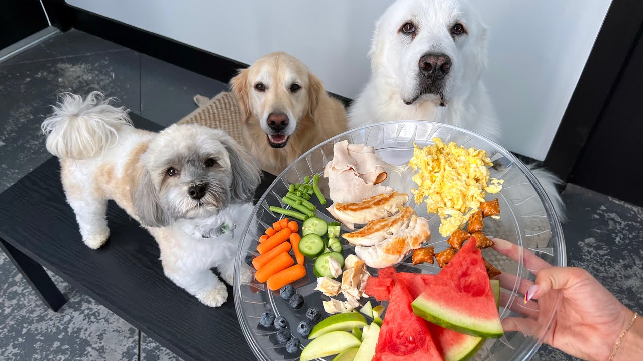 THIS IS THE WORLD'S MOST PICKY DOG - YouTube
