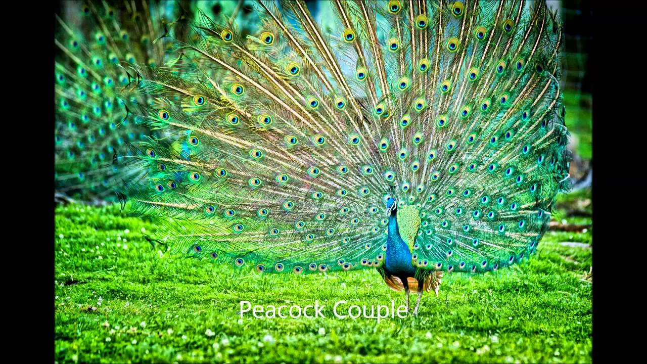 Peacock bird sound effects efek suara burung  merak  YouTube