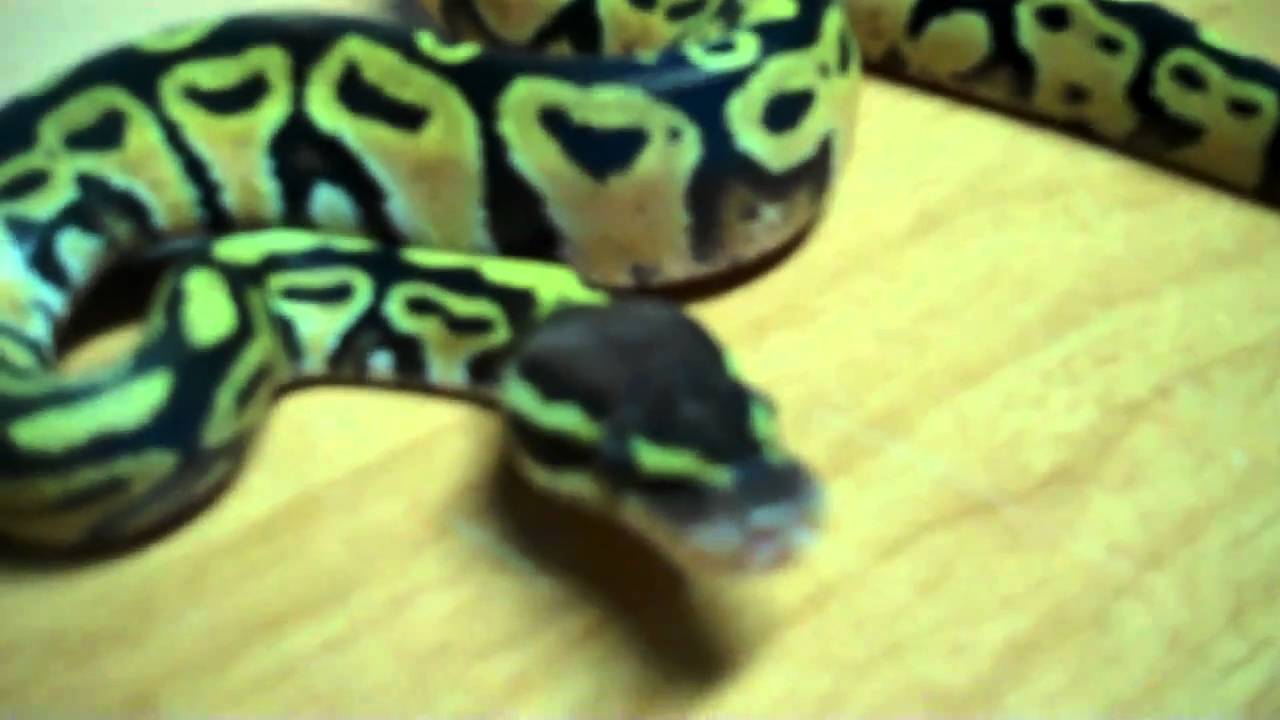 tarantula spider INBRED NED AND HIS PERTY PASTEL!