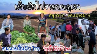 EP.421 Collecting Thai vegetables to sell on the mountain is very fun, selling very well.