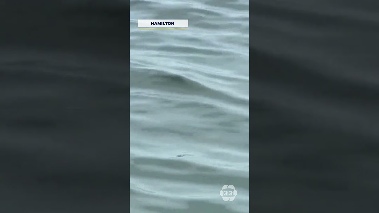 Investigation Ongoing After Human Remains Found Near Hamilton Harbour