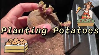 Let’s Garden! Ep. 3🌱 | planting potatoes