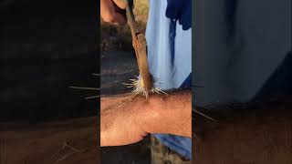 Jumping Cactus In Arm