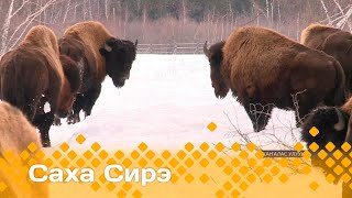 «Саха сирэ» информационнай биэрии. Кулун тутар ый  20 күнэ  20:30