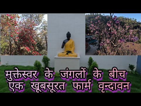 Mukteswar Darima ||Farmhouse In Vrindavan Mukteswar Nainital ||Dream ...