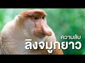 สารคดี สำรวจโลก ตอน ความลับของลิงจมูกยาว