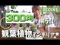 【300均で揃うインテリアグリーン】プチプラ雑貨で観葉植物をおしゃれに飾るテクニック♪