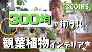 【300均で揃うインテリアグリーン】プチプラ雑貨で観葉植物をおしゃれに飾るテクニック♪