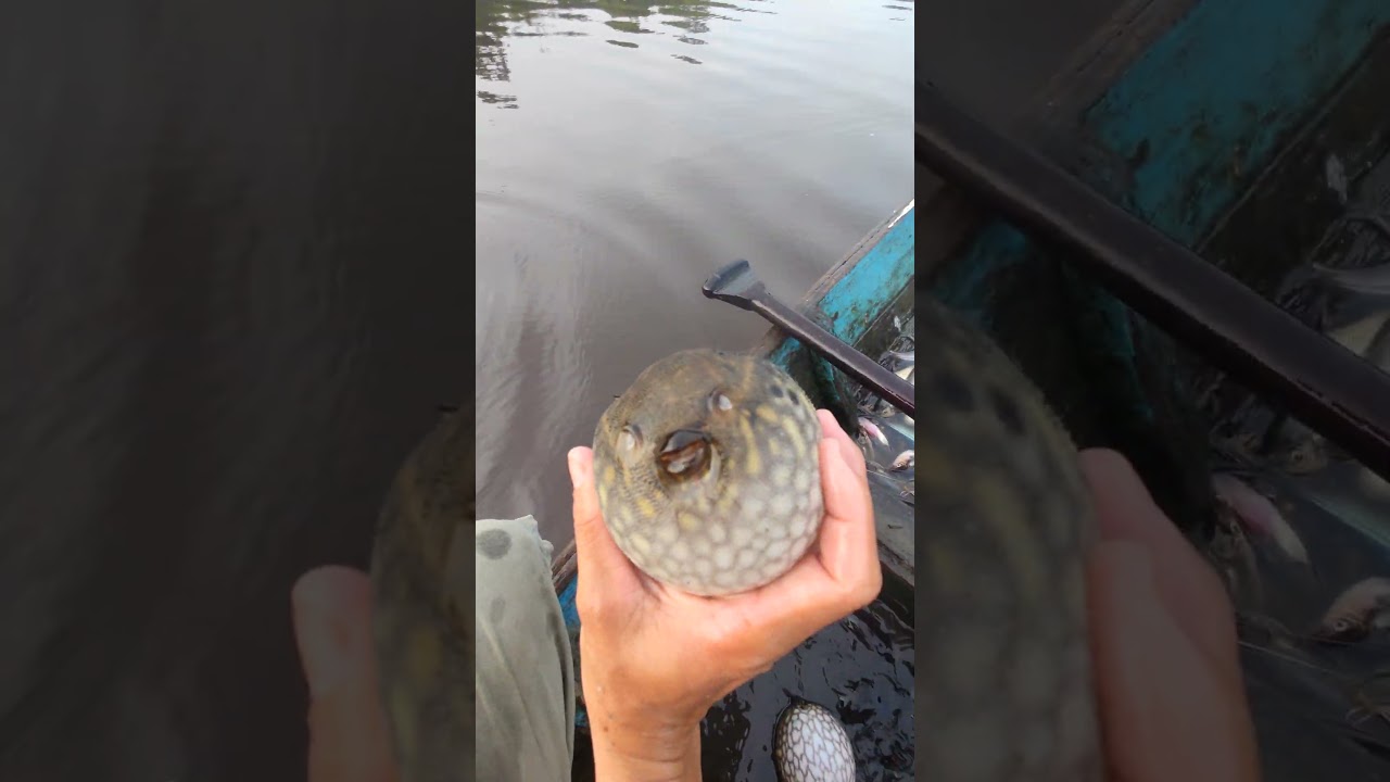 Releasing pufferfish caught in trap 
