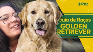 GOLDEN RETRIEVER, GIGANTE, AMAVEL E BRINCALHÃO! | CANAL MAIS PET